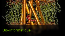 Bio-informatique et sciences biologiques
