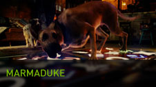 Marmaduke