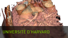 Université d'Harvard